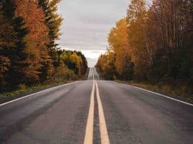 Un insecte qui mange du bois fait maison ?