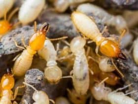 Insecte qui mange du bois fait maison?
