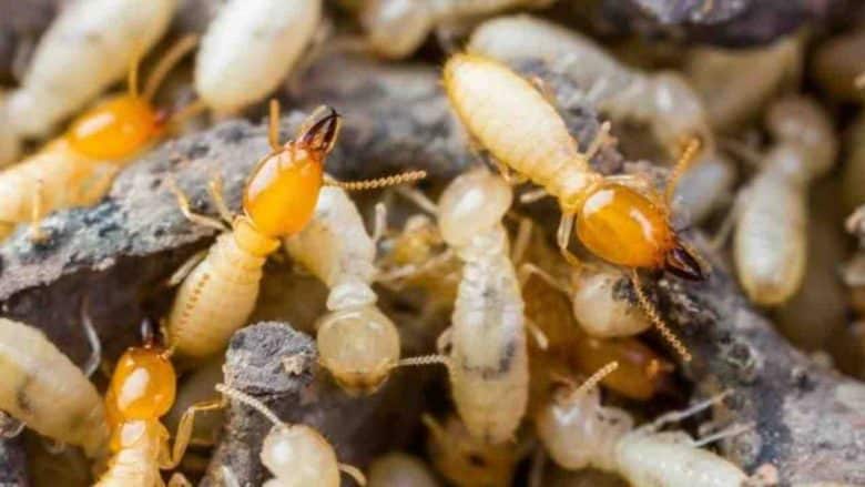 Quel insecte Mange-t-on en mangeant une figue ?