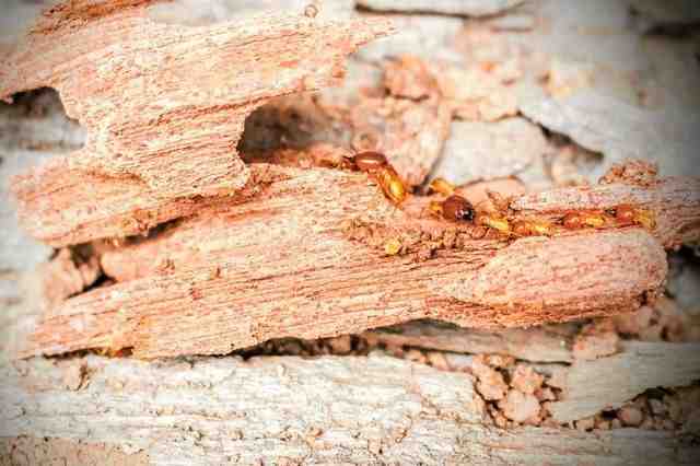 Qu'est-ce qui est bon pour tuer les termites des bois?