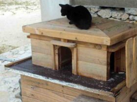 Comment construire une maison en bois pour chat ?