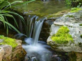 Comment  Nettoyer un étang