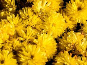 Comment  Nettoyer une boule de bowling