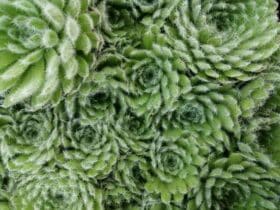 Comment  Nourrir des plantes