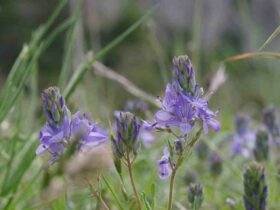 Comment  Entretenir un plan de travail en quartz