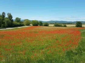 Comment  Nettoyer des tapis