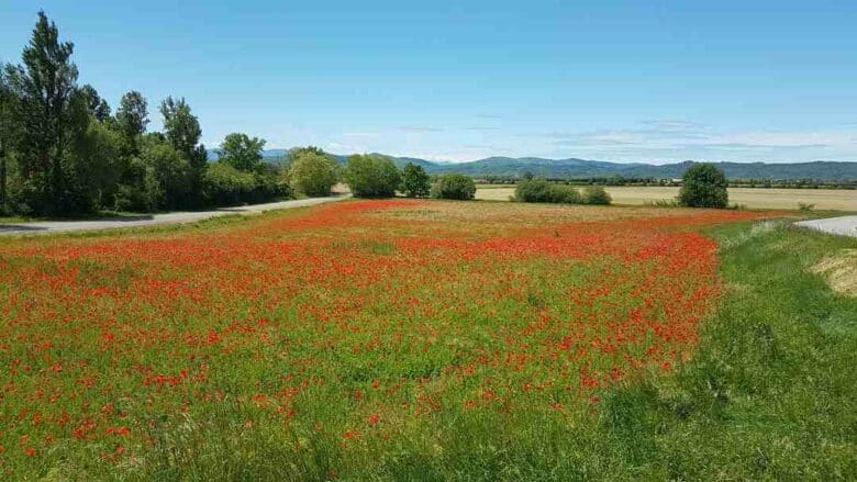 Comment  Nettoyer des tapis