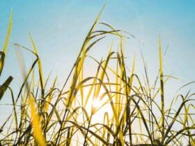 Comment  Poser un revêtement de sol