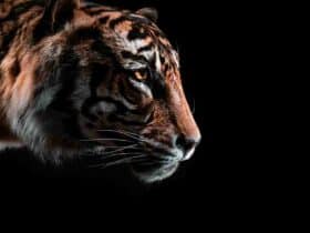 Comment  Se débarrasser des fourmis de façon naturelle