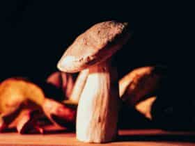 Comment  Trouver des plantes sauvages comestibles