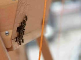 Comment  Déplacer une colonie d'abeilles