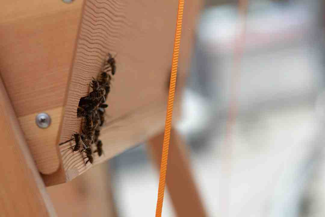 Comment Déplacer une colonie d'abeilles - Ma maison en bois - septembre
