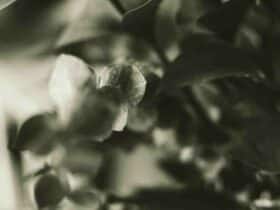 Quel est le meilleur pétrole sans odeur ?