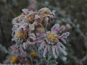 Quel est le meilleur pétrole sans odeur ?