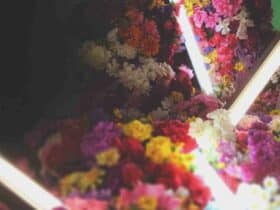 Quel est le meilleur pétrole sans odeur ?