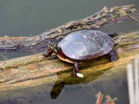 Panneau de déclaration préalable de travaux : normes et exigences