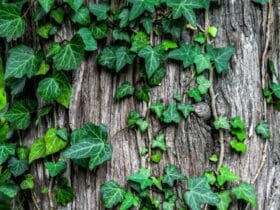 Comment savoir si on peut construire une maison en bois ?